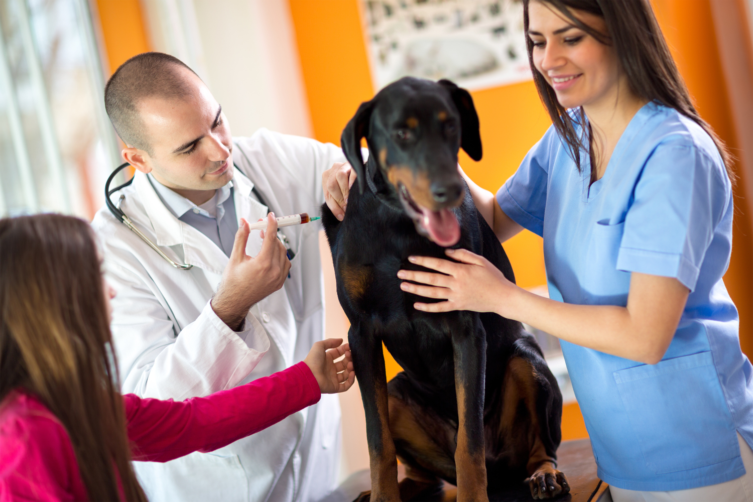 Natural Flea and Tick Remedies for Dogs