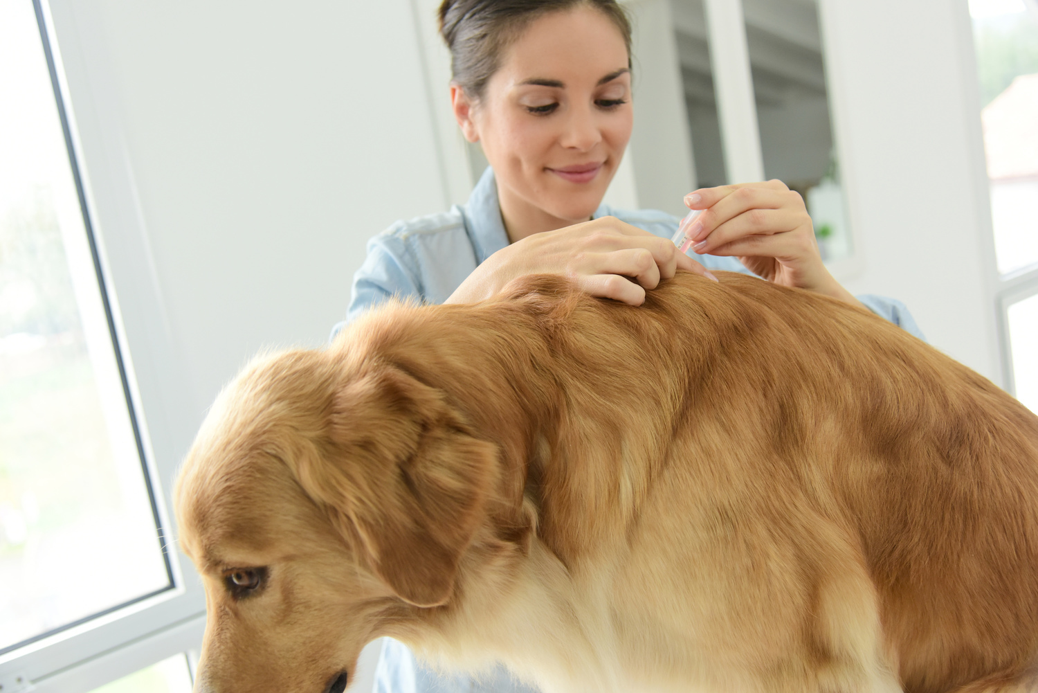 Common Flea and Tick Prevention Methods
