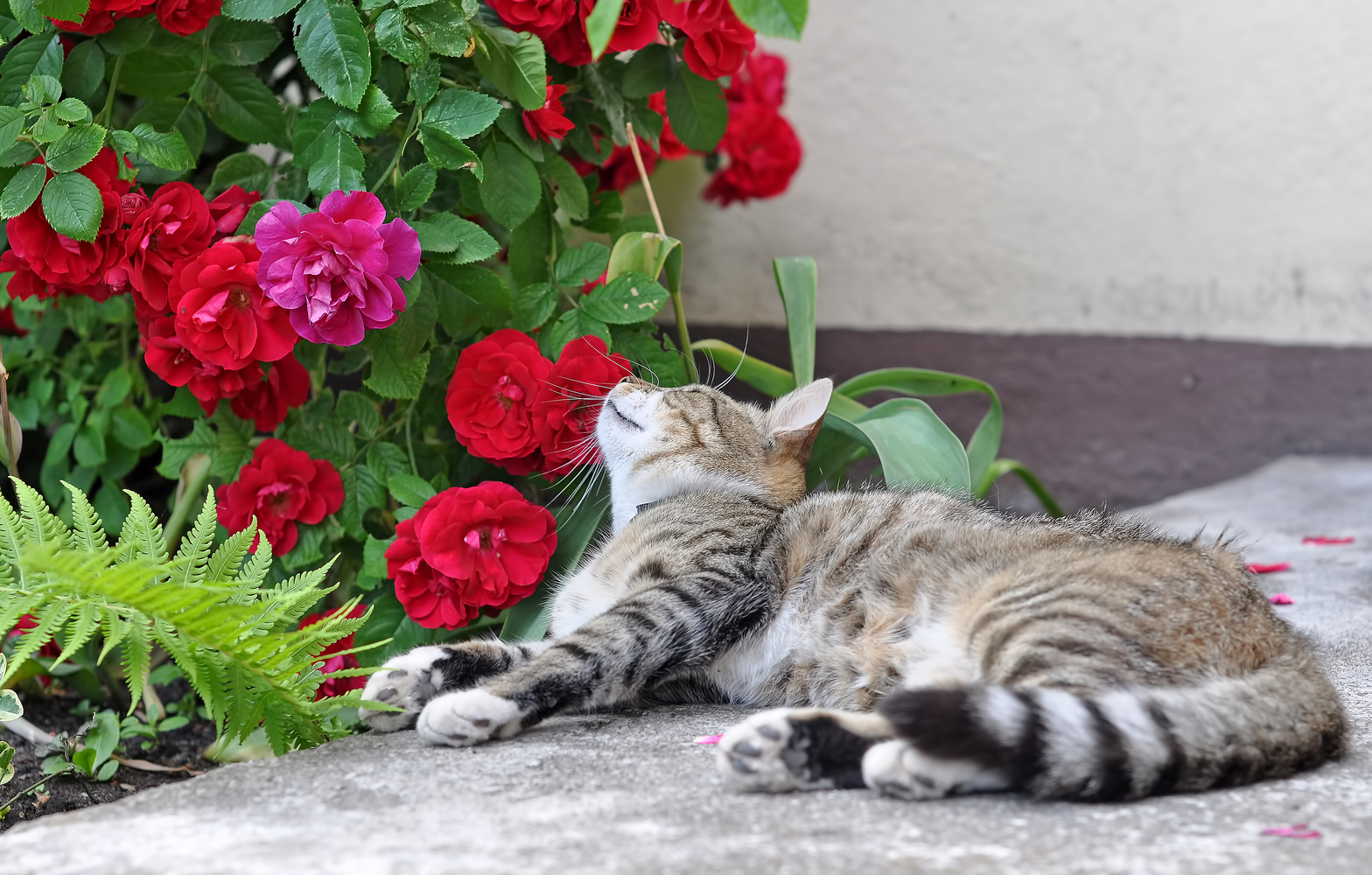 Houseplants That are Safe for Cats