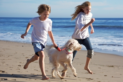 Perfect Pet-Friendly Travel Destinatations