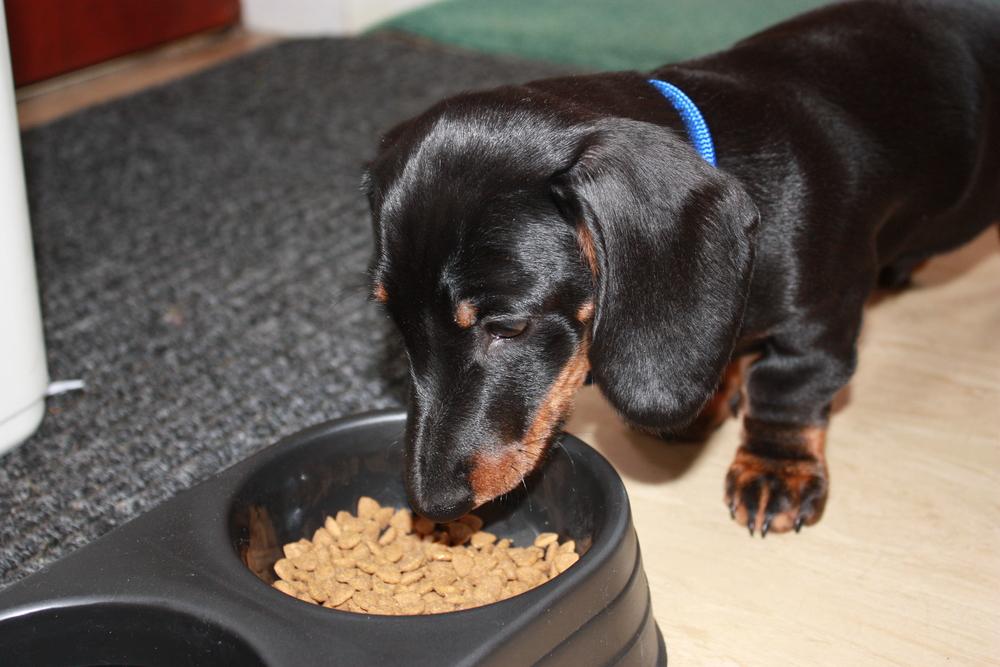 Popular Brands Offering Anti-Allergy Foods for Dogs