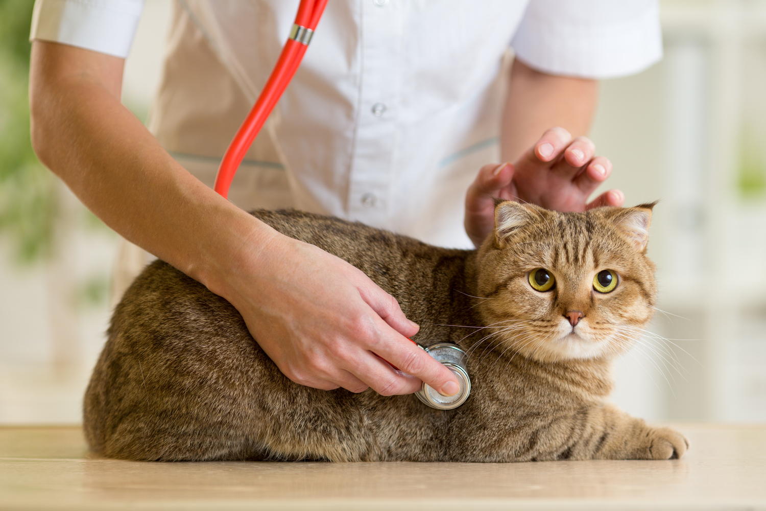 Diabetes mellitus: Diagnosis and treatment