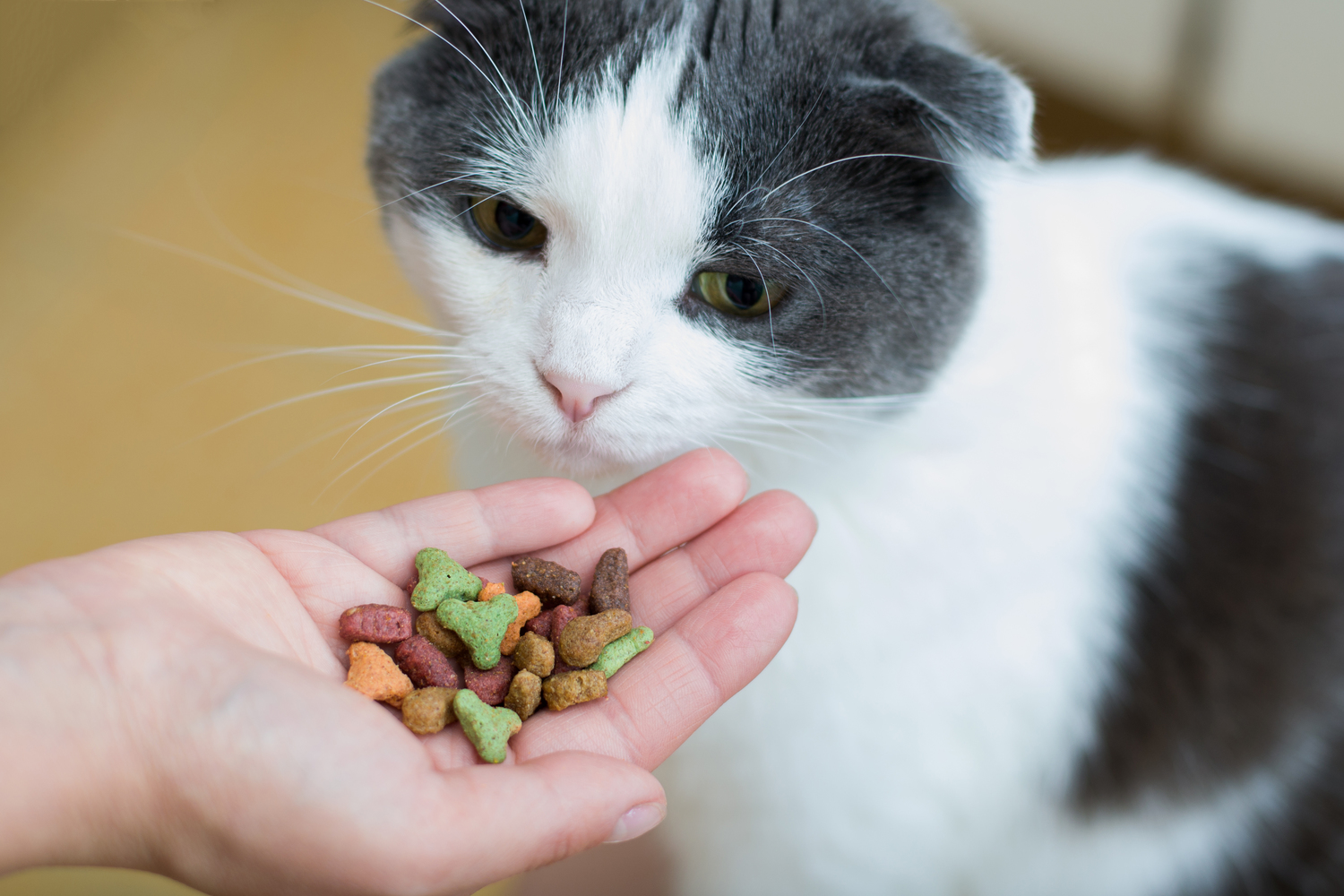 13 healthy and delicious treats for Cats