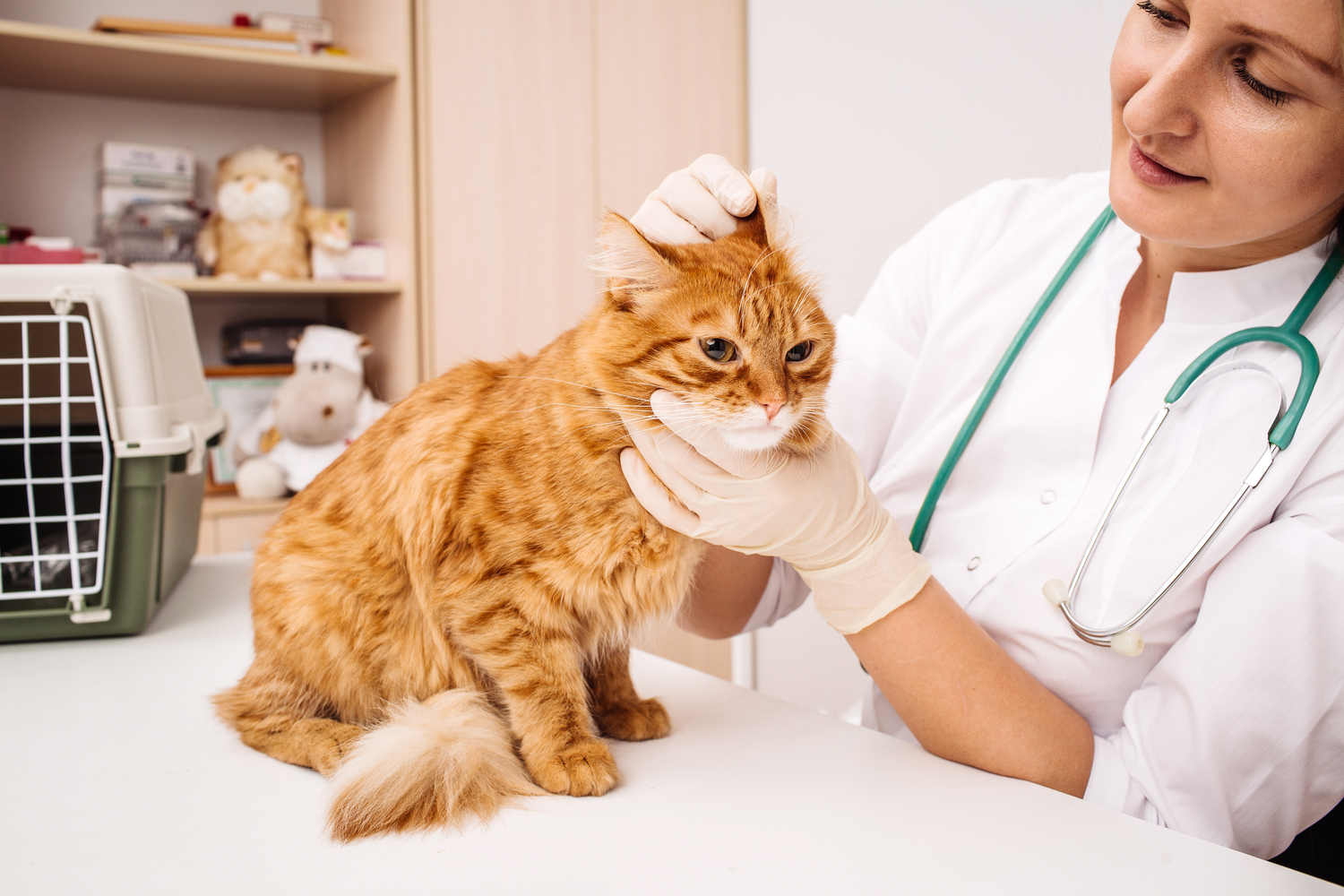 5 Reasons to Not Buy Cheap Pet Medicine